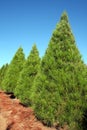 Row of Christmas pine trees at farm - vertical Royalty Free Stock Photo