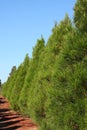 Row of Christmas pine trees - vertical Royalty Free Stock Photo