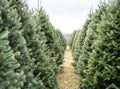 Row of Christmas Trees at tree farm Royalty Free Stock Photo