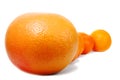 Row of citrus fruits Royalty Free Stock Photo