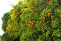 A row of citrus trees with fruit on them. Ripe citrus fruits Royalty Free Stock Photo