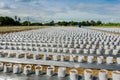 Row of Coconut coir in nursery white bag for farm with fertigation ,