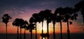 Row of coconut palm trees with beautiful dramatic sky sunset or Royalty Free Stock Photo