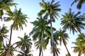 Row of coconut plantation with blue sky white cloud Royalty Free Stock Photo