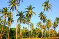 Row of coconut plantation with blue sky white cloud Royalty Free Stock Photo