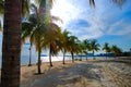 Row of coconut tree Royalty Free Stock Photo