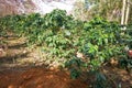 A row of coffee trees under HImalayan cherry trees in Chiangmai Royalty Free Stock Photo