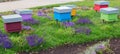 A row of colored bee hives in a field of flowers. Royalty Free Stock Photo