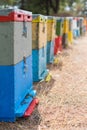 Row of Colorful Bee Hives With Trees in the Background. Bee Hives Next to a Pine Forest in Summer. Honey Beehives in the Me