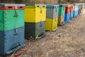 Row of Colorful Bee Hives With Trees in the Background. Bee Hives Next to a Pine Forest in Summer. Honey Beehives in the Meadow.