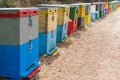 Row of Colorful Bee Hives With Trees in the Background. Bee Hives Next to a Pine Forest in Summer. Honey Beehives in the Medow.