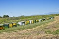 Row of colorful beehives on hill