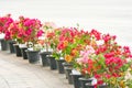 A row of colorful bougainvillea flowers blooming in black pot stand on the sidewalk near the road background, ornamental