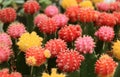 Colorful Moon Cactus or Hibotan Cacti Adorable Houseplants