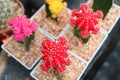Row of Colorful Moon Cactus or Hibotan Cacti Popular Cute Houseplants