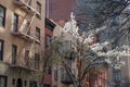 Row of Colorful Old Residential Buildings with a White Flowering Tree during Spring in Chelsea of New York City Royalty Free Stock Photo
