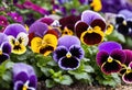 A row of colorful pansies in a flowerbed