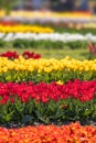 Row of colorful Tulip flowers in Holland, michigan Royalty Free Stock Photo