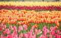 Row of colorful tulips on the field in the spring Royalty Free Stock Photo