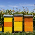 Row of colorful wooden beehives Royalty Free Stock Photo