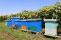 Row of colorful wooden beehives with sunflowers in the background Royalty Free Stock Photo