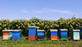 Row of colorful wooden beehives with sunflowers in the background Royalty Free Stock Photo