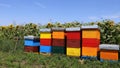 Row of colorful wooden beehives with sunflowers in the background Royalty Free Stock Photo