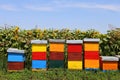 Row of colorful wooden beehives