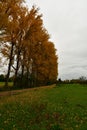 Row of Colorfull trees in Fall autumn germany