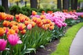 a row of colourful blooming tulips in the flower bed Royalty Free Stock Photo