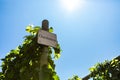 Row of commercial Chardonnay grapes Royalty Free Stock Photo