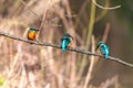 Row of common kingfishers perched on a tree branch