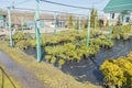 Row of coniferous trees in greenhouse. plants outside a nursery for sale in spring. Nursery for plants Royalty Free Stock Photo