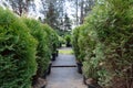 Row of coniferous trees in tree plant garden nursery. Thuja trees at plant nursery Royalty Free Stock Photo