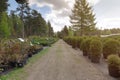 Row of coniferous trees in tree plant garden nursery. Thuja trees at plant nursery Royalty Free Stock Photo