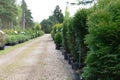 Row of coniferous trees in tree plant garden nursery. Thuja trees at plant nursery Royalty Free Stock Photo