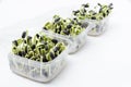 Row of containers full of growing microgreens, sunflower seeds on the white surface