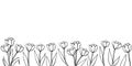 Row of contour tulip flowers. Vector hand drawn spring background isolated. Horizontal bottom edging, border, decoration for Royalty Free Stock Photo