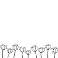 Row of contour tulip flowers. Vector hand drawn spring background isolated. Horizontal bottom edging, border, decoration Royalty Free Stock Photo