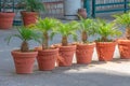 Row of in the courtyard potted plants palm trees