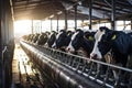 Row of cows being milked. Generative AI Royalty Free Stock Photo