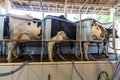 Row of cows being milked Royalty Free Stock Photo