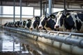Row of cows being milked. Generative AI Royalty Free Stock Photo