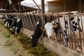 Row of cows eating hay in cowshed on dairy farm closeup Royalty Free Stock Photo