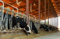 Row of cows eating hay in cowshed on dairy farm closeup Royalty Free Stock Photo