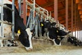 Row of cows eating hay in cowshed on dairy farm closeup Royalty Free Stock Photo