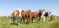 Row of cows looking curious upright in a green field Royalty Free Stock Photo