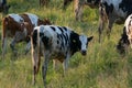 Row of cows looking curious upright in a green meadow in a pastu Royalty Free Stock Photo