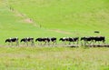 Row of cows, New Zealand Royalty Free Stock Photo