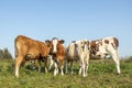 Row of cows rear and front view, one looking curious Royalty Free Stock Photo